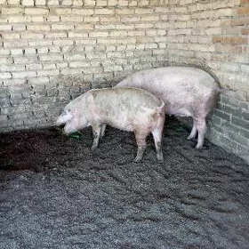 Bogaz matkalar.