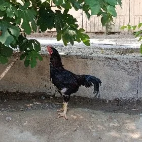 Horaz