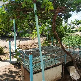 Tapjan