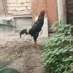 baysowy juja