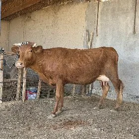 goleli