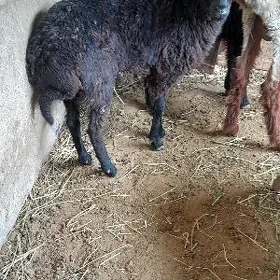 garaköl işşek