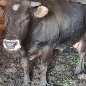 Ökiz