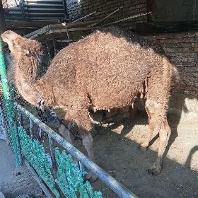 Düŷe