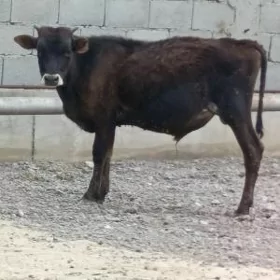 ÖKÜZ