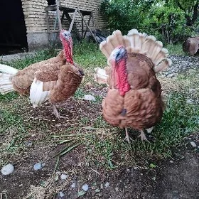 inuşka