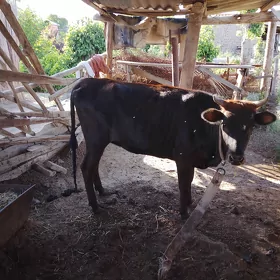 Gulajyn gole