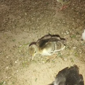tawus