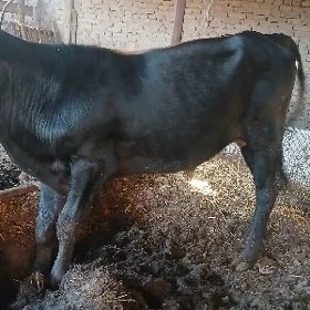 Окузлер