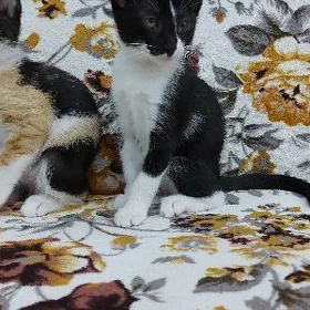 котята