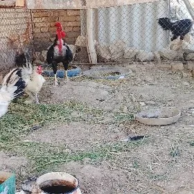 mesni horoz