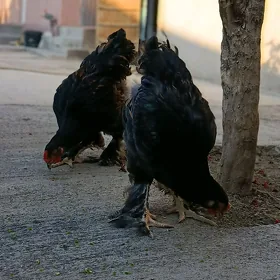 brama laşed horazlar