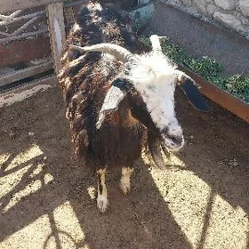 geci