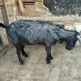 geçiler
