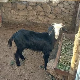 geçi