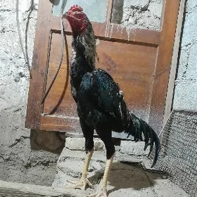 horaz
