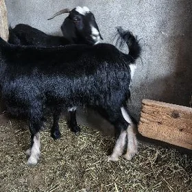 Erkeç goýun işşek