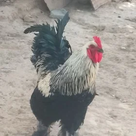 Horaz