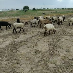 койунлар