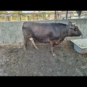sygyr