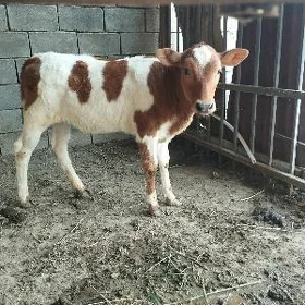 Göle