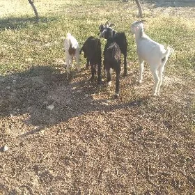Dog Erkec