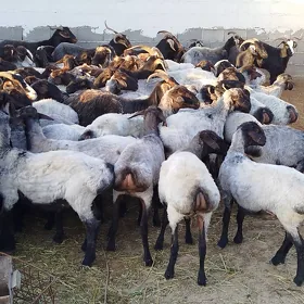 Goyun Geci Gurbanlyk Mallar