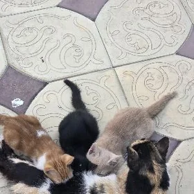 Котята