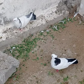 KEPDERI