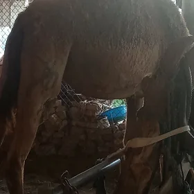 düýedüýe