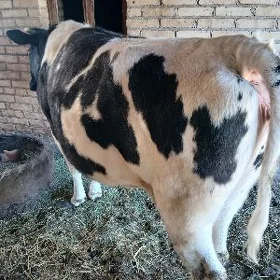 Galşteyn unajin