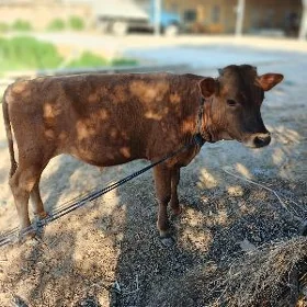 Ökuzce
