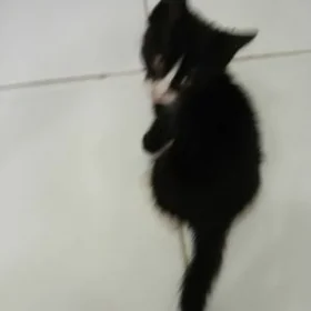 котята  отдам хорошие руки