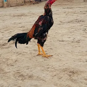 horoz