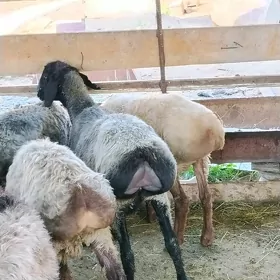issekler erkecler garakol