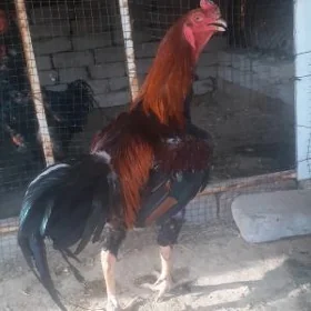 baysy horaz