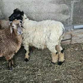GURBANLYK  İŞEK TAÝYNJAK MAL