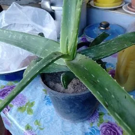 алоэ лечебное