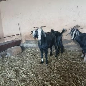 geciler