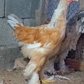 Brama horaz