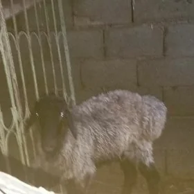 goyun we geçi