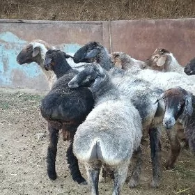 Goyun