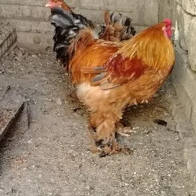 Arginal brama