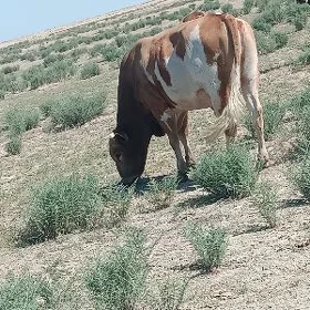 Ökuz