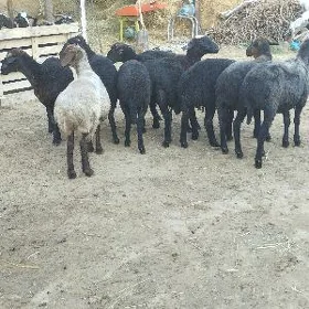 Garakol issek