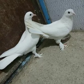 kepderi