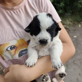 собаки