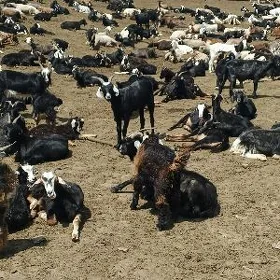 Doglar we gysyr geçi