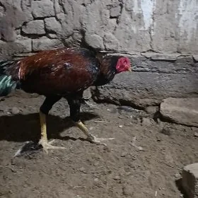 baysok