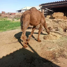 owşuk